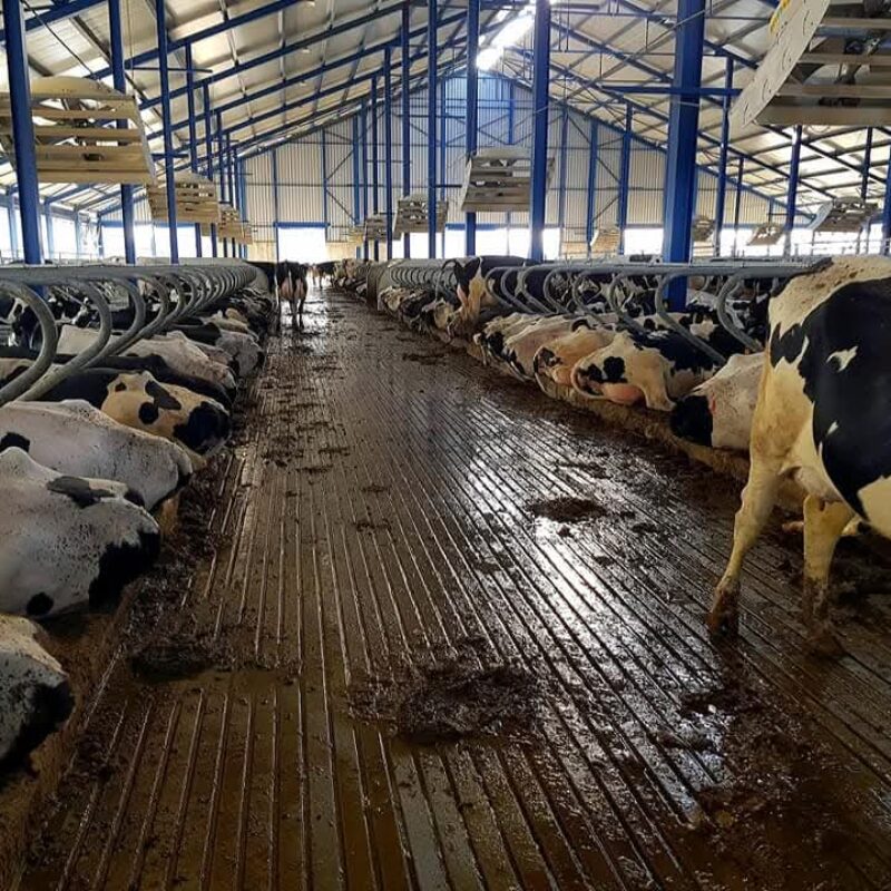 WhatsApp Image 2026-04-07 at 17.09.12 (3)